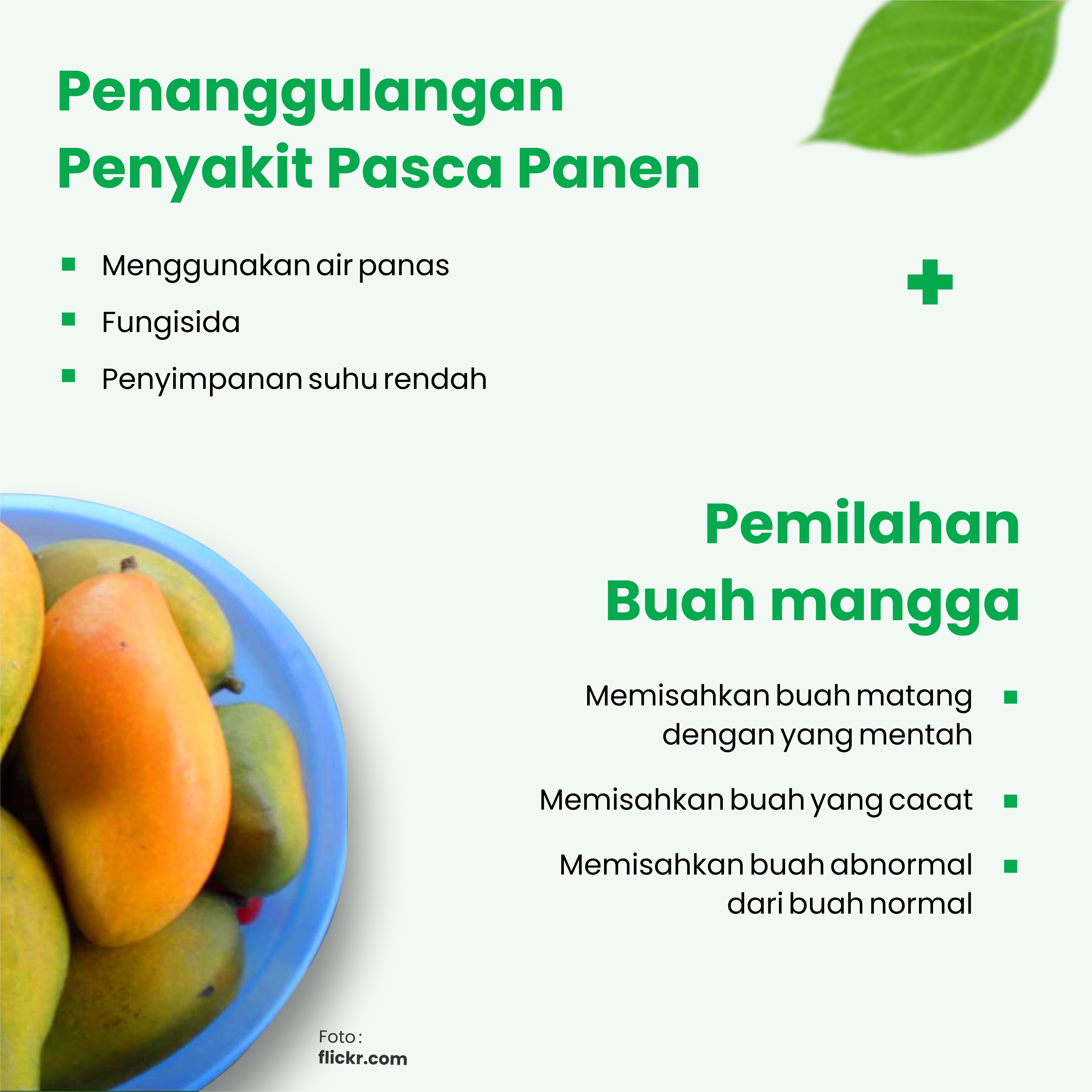 Info buku panen besar mangga dalam pot